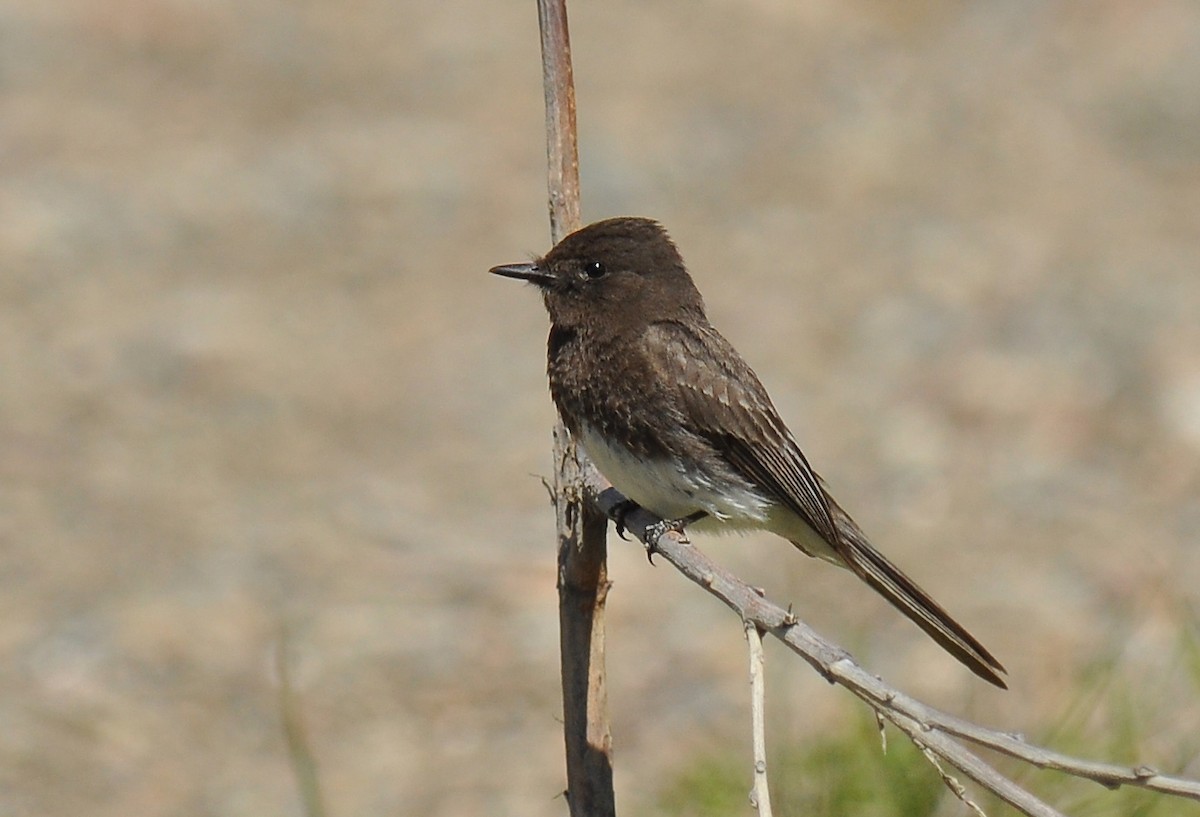 Black Phoebe (Northern) - Ryan O'Donnell