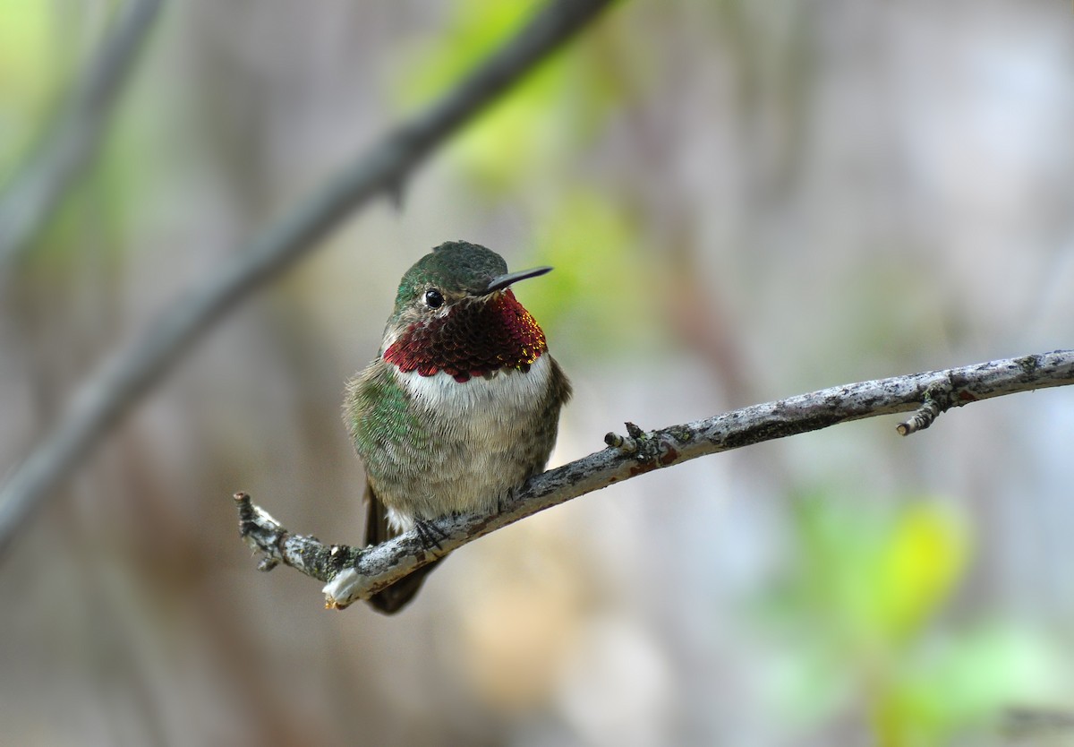 Broad-tailed Hummingbird - Ryan O'Donnell