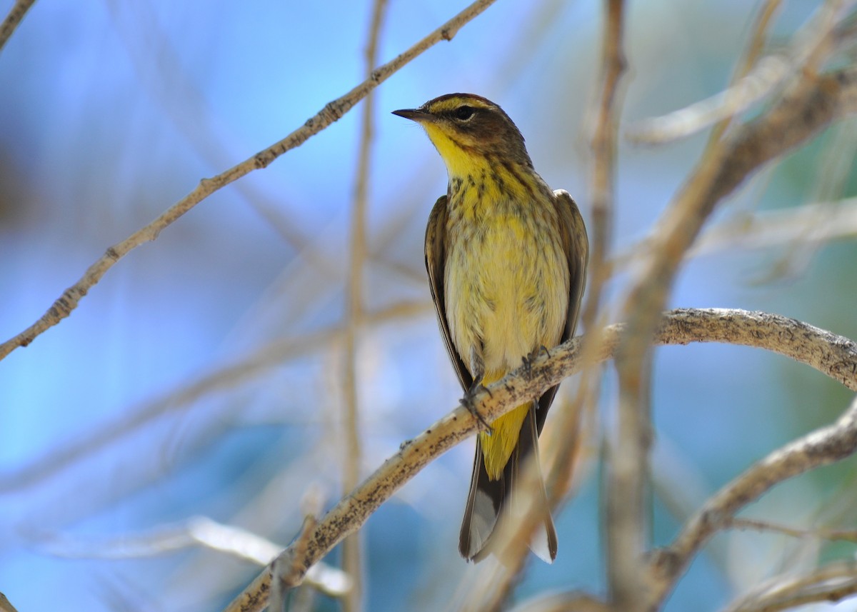 Palm Warbler (Western) - Ryan O'Donnell