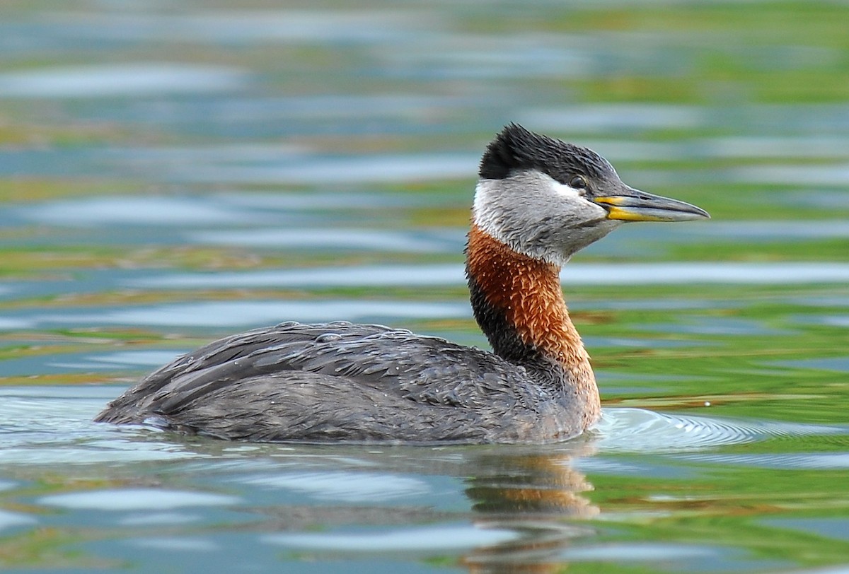 Red-necked Grebe - Ryan O'Donnell