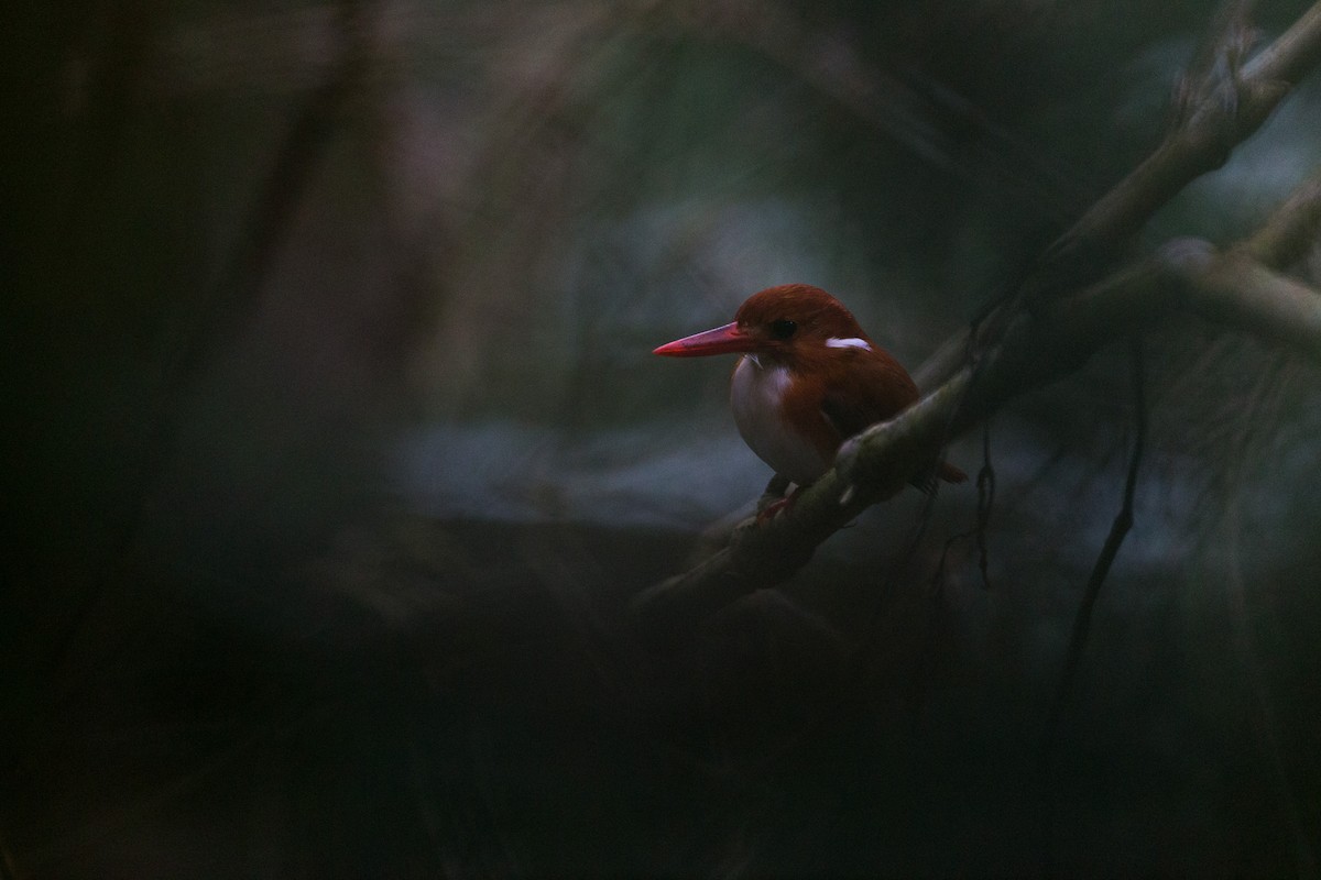 Madagascar Pygmy Kingfisher - Christophe Sahli
