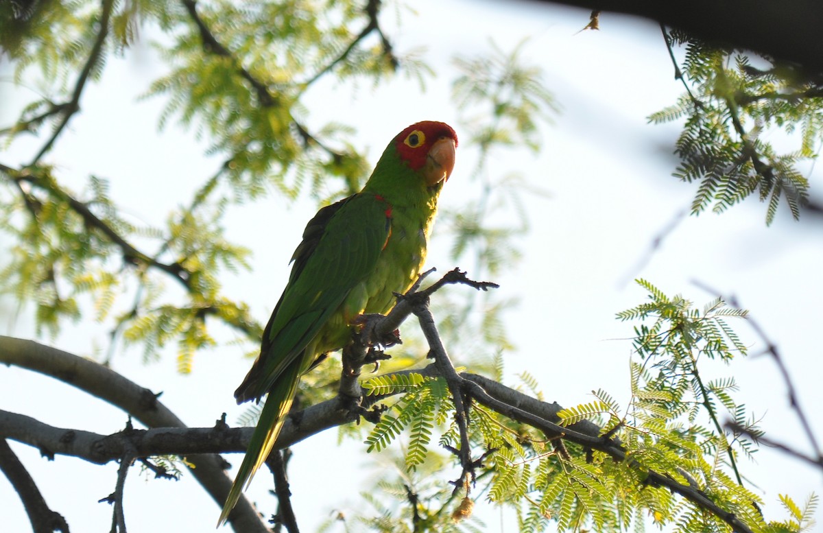 Guayaquil Papağanı - ML126525441