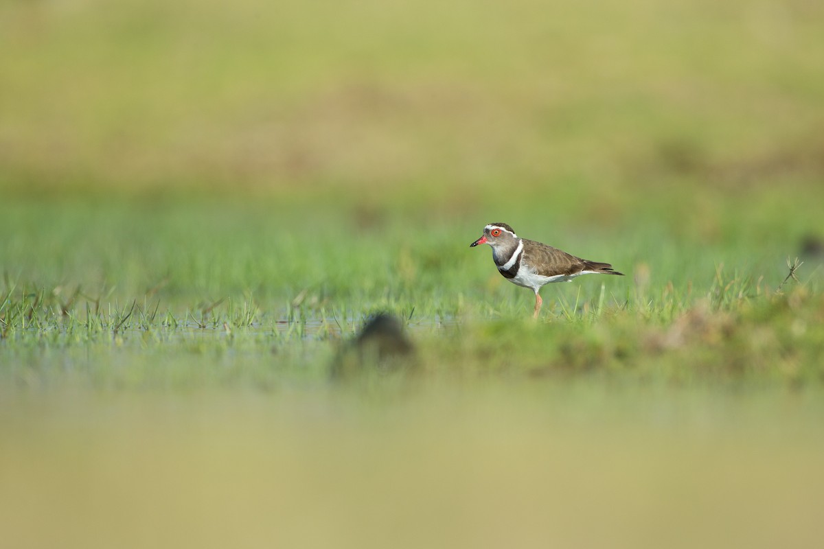 Three-banded Plover - ML126527161