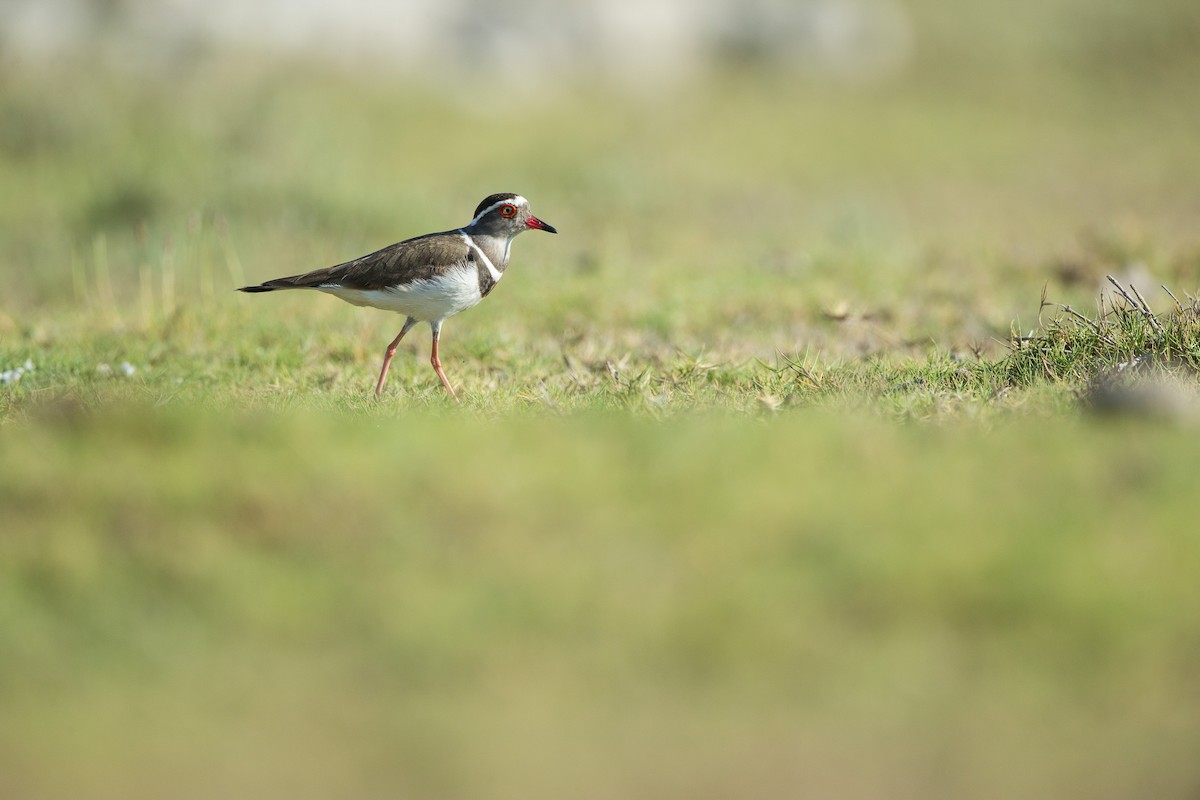 Three-banded Plover - ML126527171
