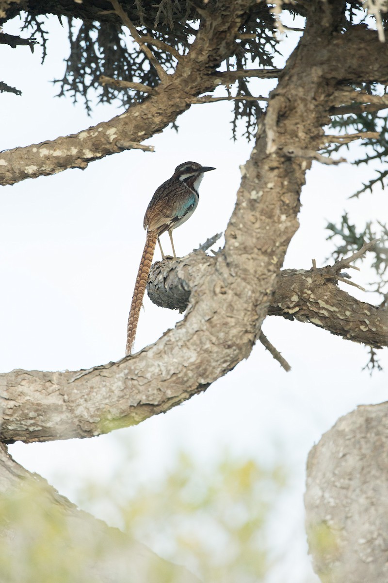 Long-tailed Ground-Roller - ML126527411