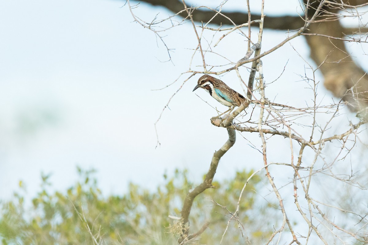 Long-tailed Ground-Roller - ML126527421