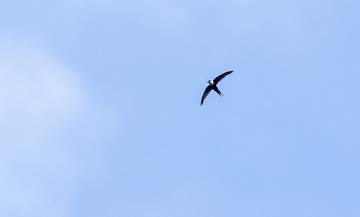 Lesser Swallow-tailed Swift - ML126527801