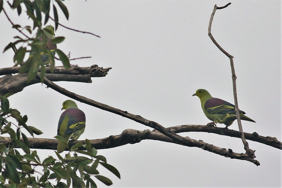 Sri Lanka Green-Pigeon - Fadzrun A.