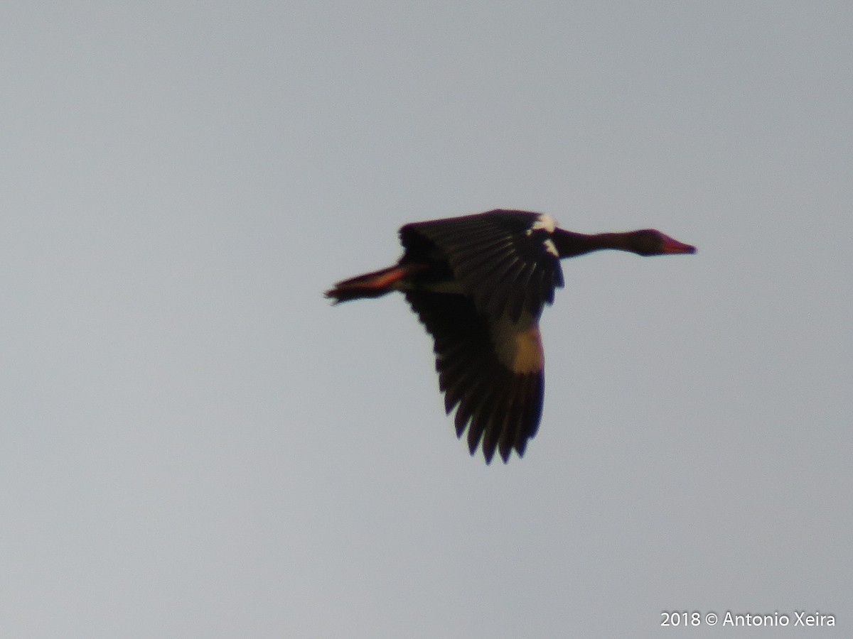 Spur-winged Goose - ML126528601