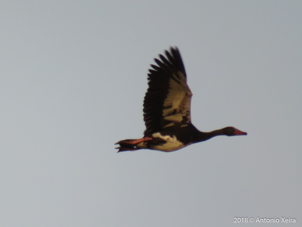 Spur-winged Goose - ML126528611