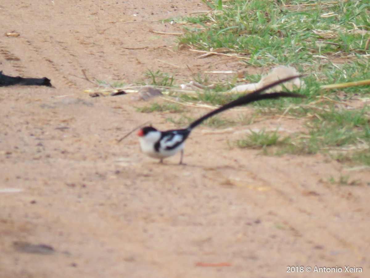 Pin-tailed Whydah - ML126528641
