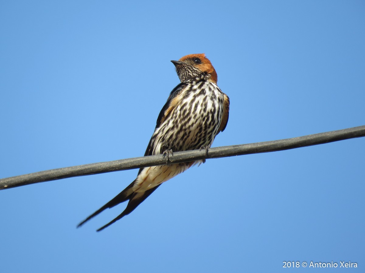 Lesser Striped Swallow - Antonio Xeira