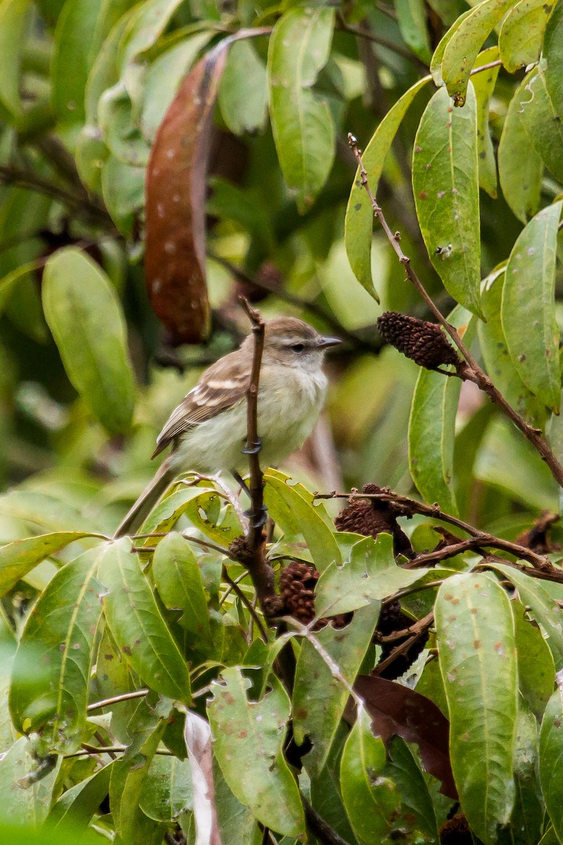 Northern Mouse-colored Tyrannulet - ML126529331