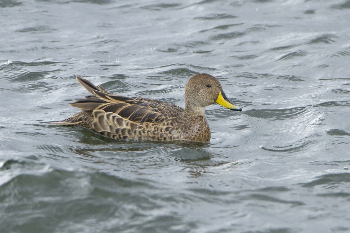 Yellow-billed Pintail (South American) - ML126533061