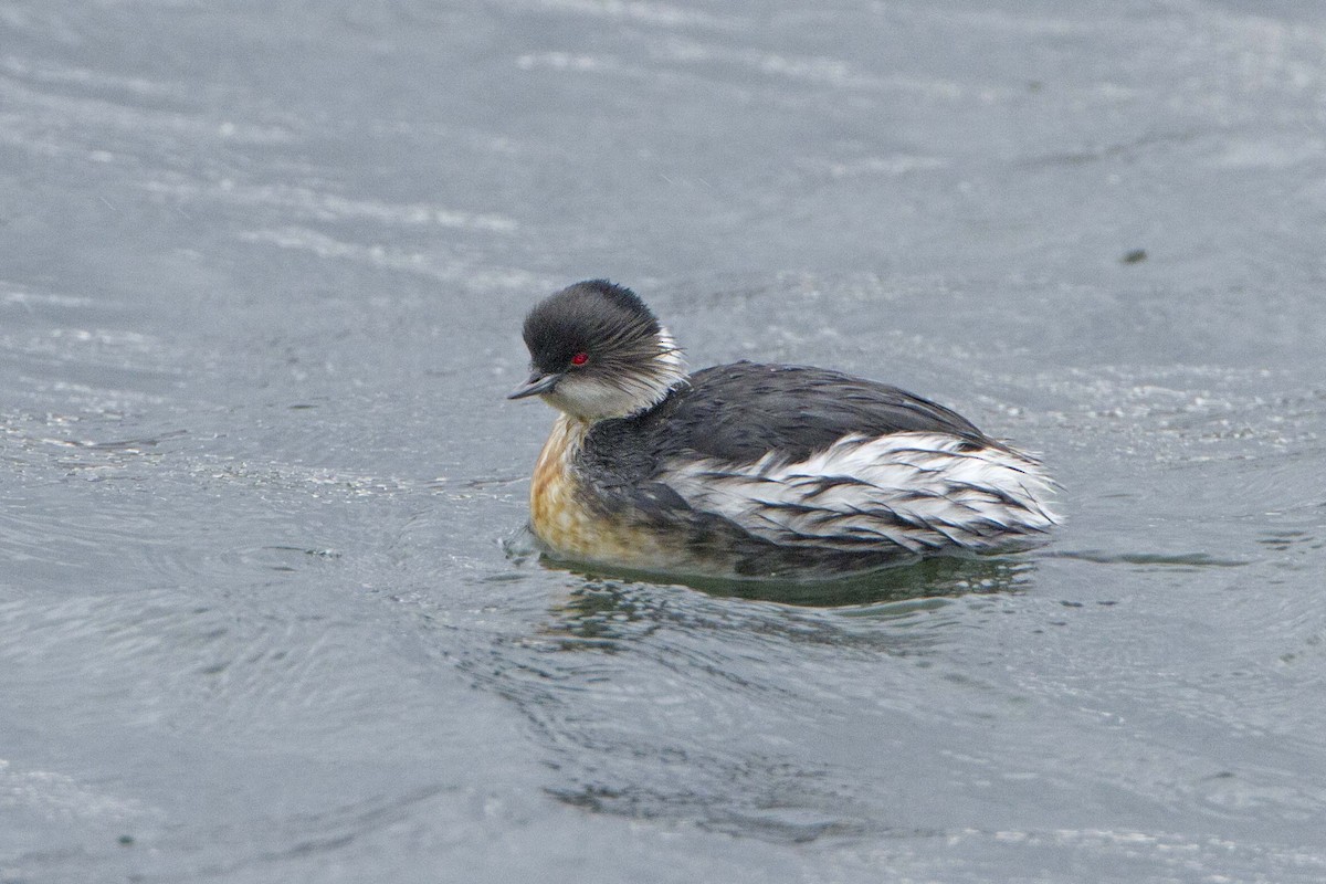 Silvery Grebe (Andean) - ML126533181