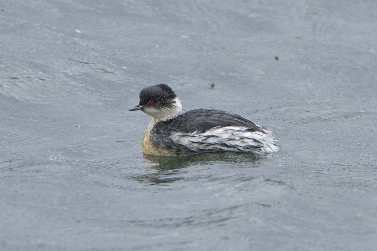 Silvery Grebe (Andean) - ML126533231