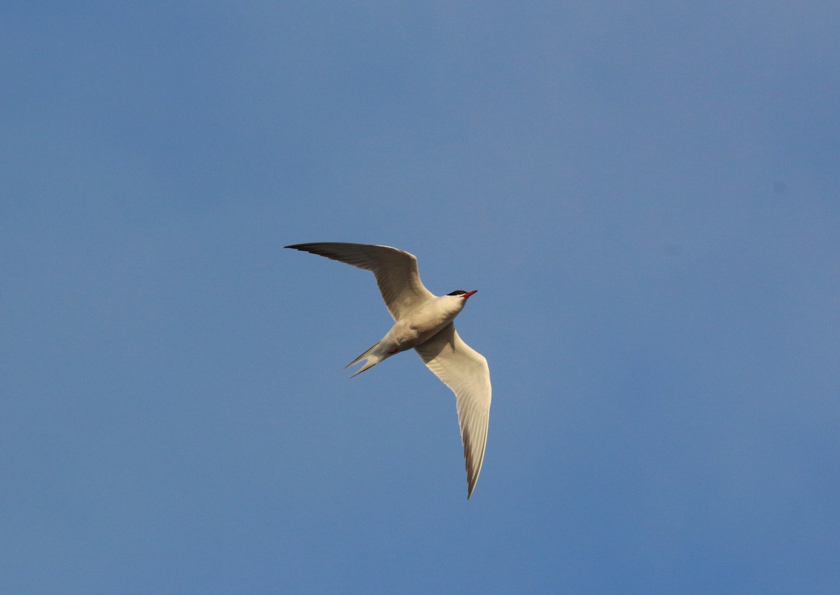 Common Tern - Mikey  Lutmerding