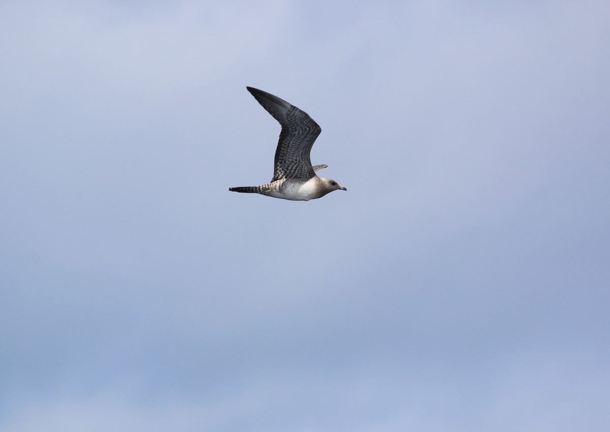 Long-tailed Jaeger - Mikey  Lutmerding