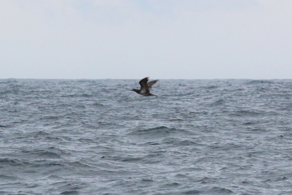 Brown Booby - ML126537251