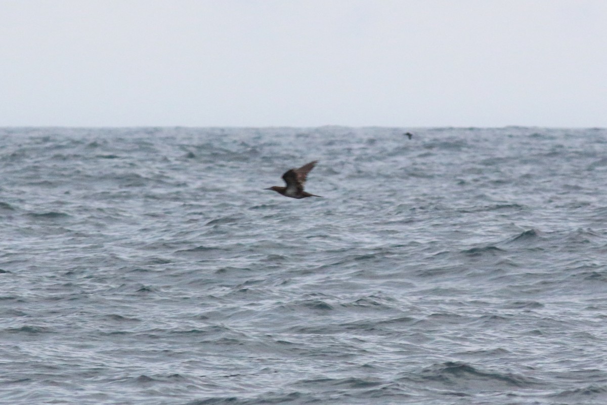 Brown Booby - ML126537271