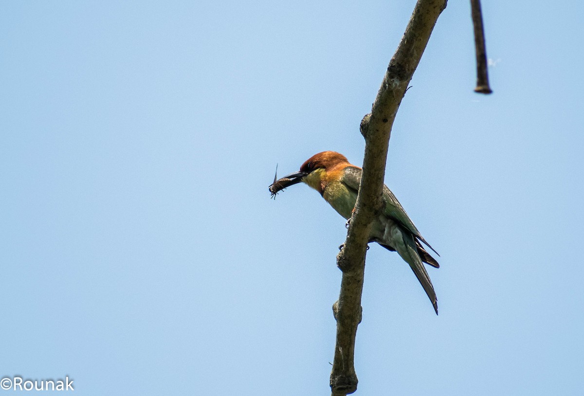 Chestnut-headed Bee-eater - ML126538651