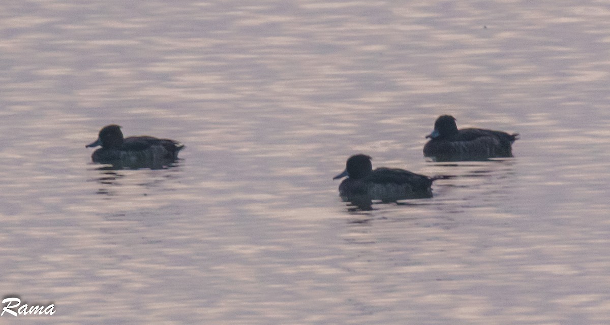 Tufted Duck - ML126538661