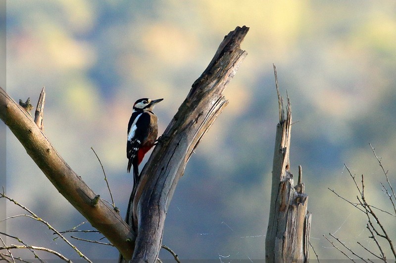 Great Spotted Woodpecker - ML126538981