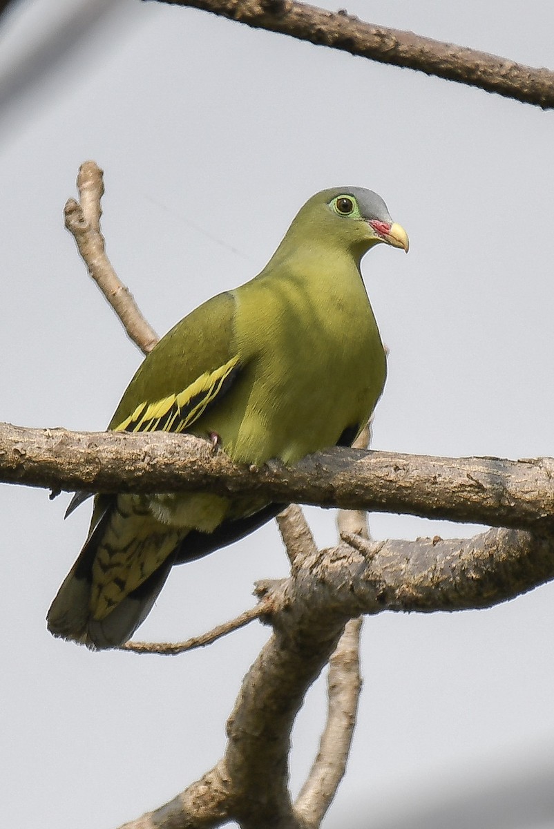 Thick-billed Green-Pigeon - ML126541261