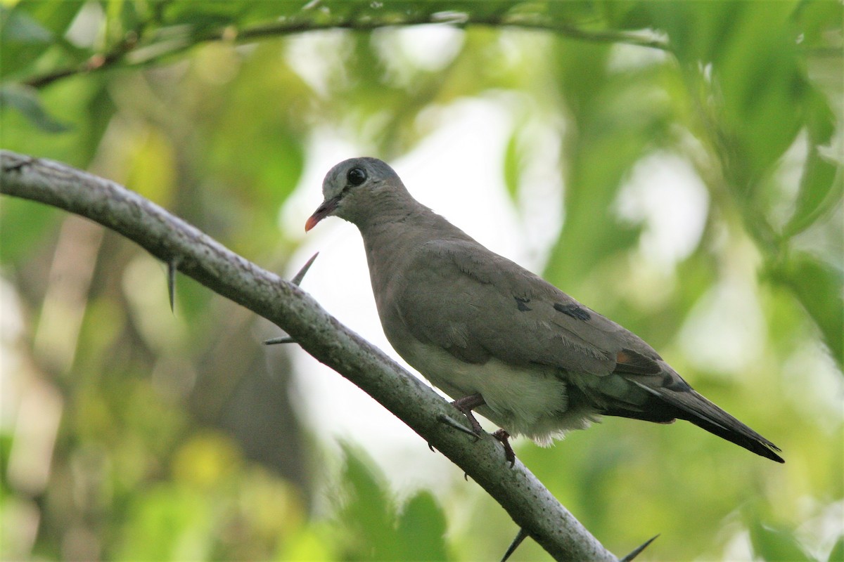 Blue-spotted Wood-Dove - Ottavio Janni