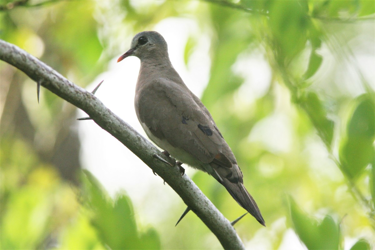 Blue-spotted Wood-Dove - Ottavio Janni