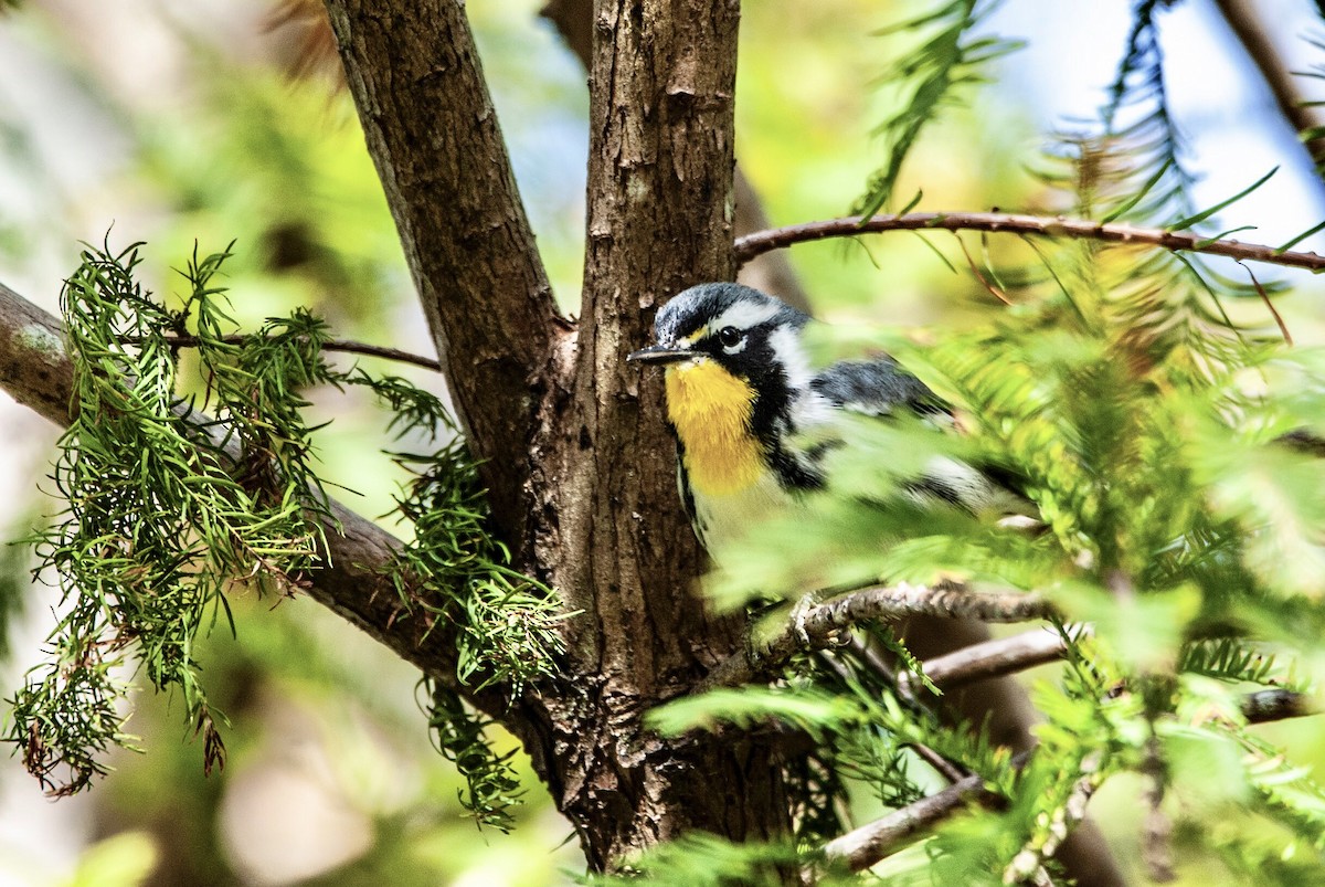 Yellow-throated Warbler - Andrew Simon