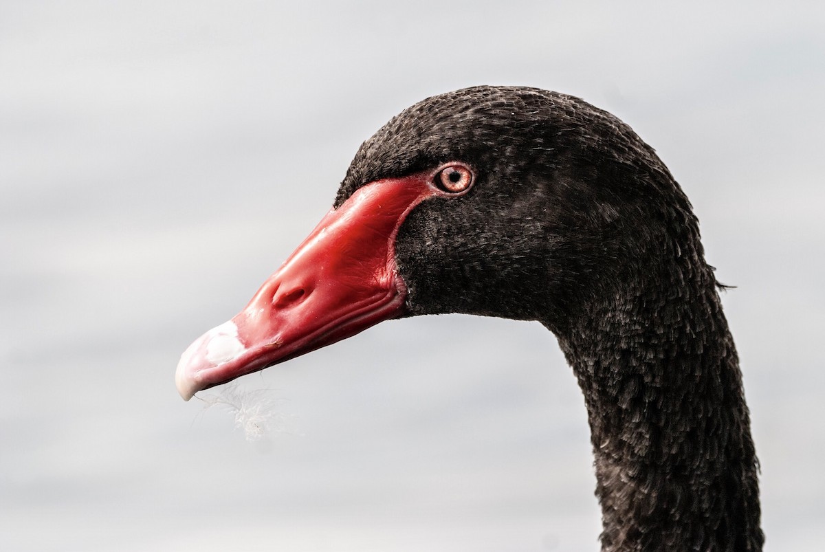 Black Swan - Andrew Simon