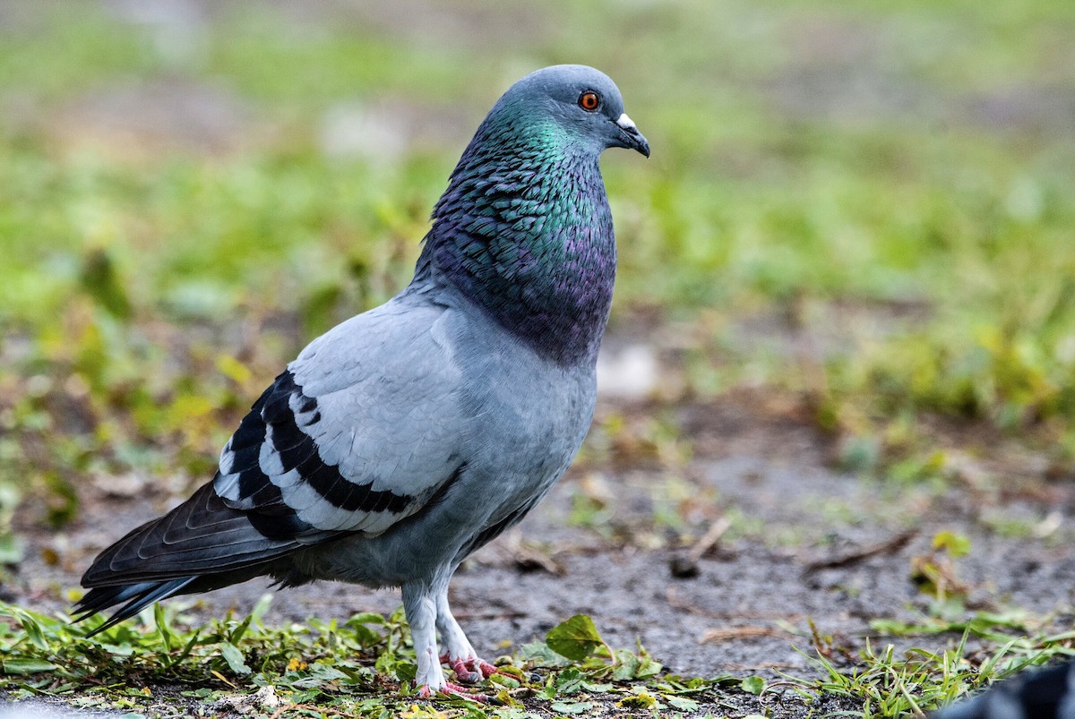 Rock Pigeon (Feral Pigeon) - Andrew Simon