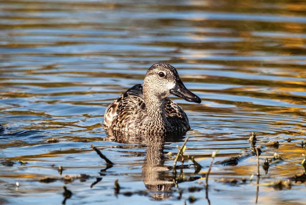 Blue-winged Teal - ML126542581