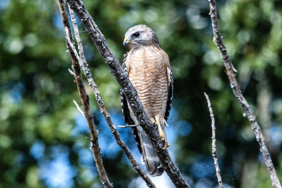 Red-shouldered Hawk (lineatus Group) - Andrew Simon