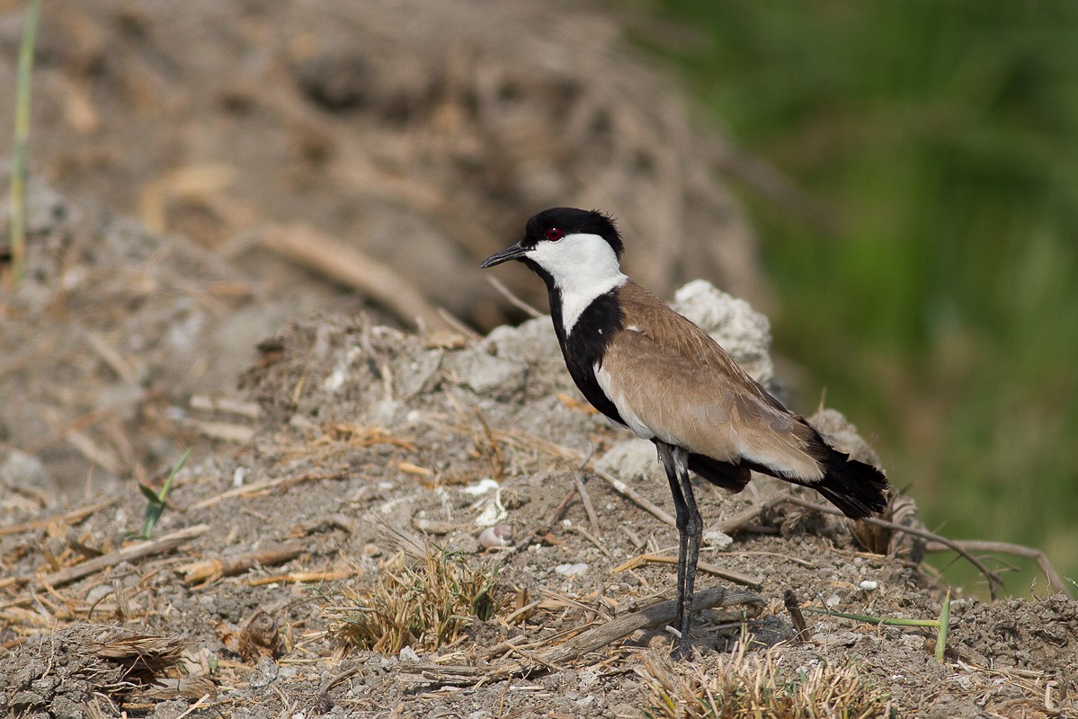 Spur-winged Lapwing - ML126543201