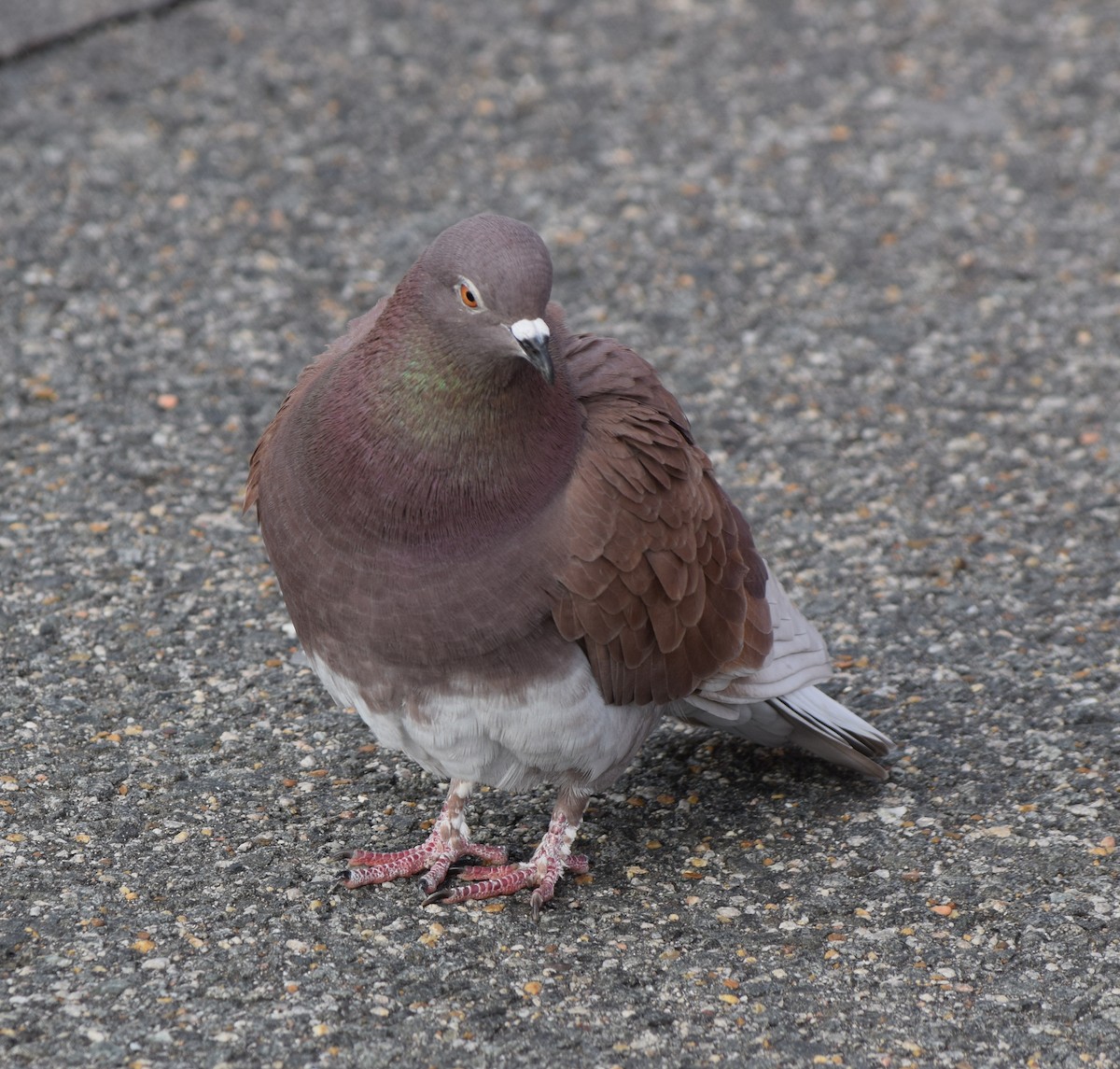 Rock Pigeon (Feral Pigeon) - ML126543971