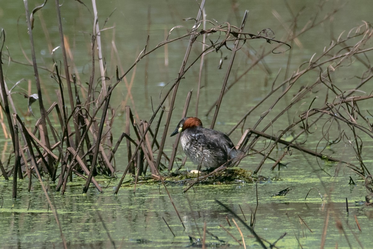 Little Grebe (Tricolored) - Stanley T Shao