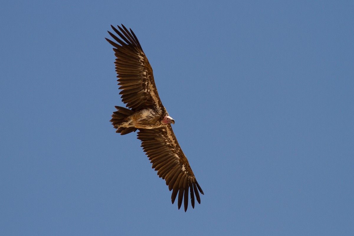 Lappet-faced Vulture - ML126545271