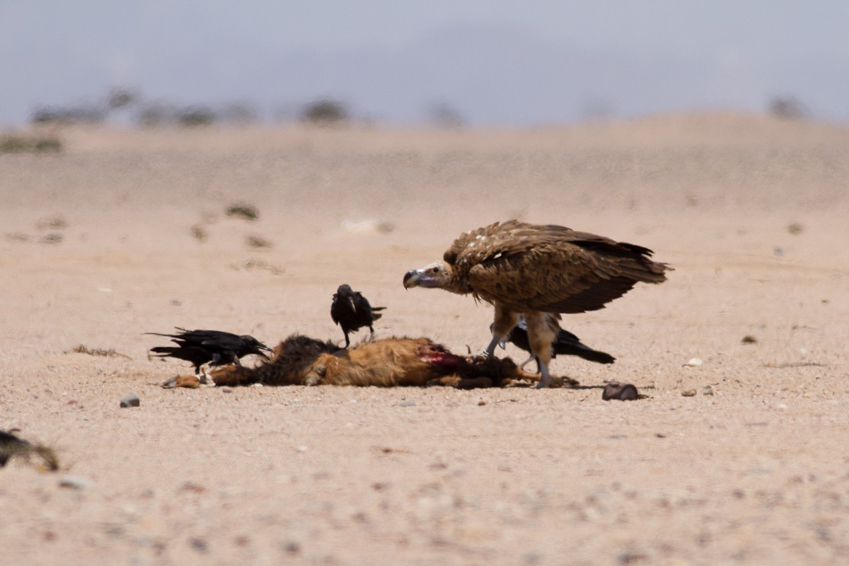 Lappet-faced Vulture - ML126545281