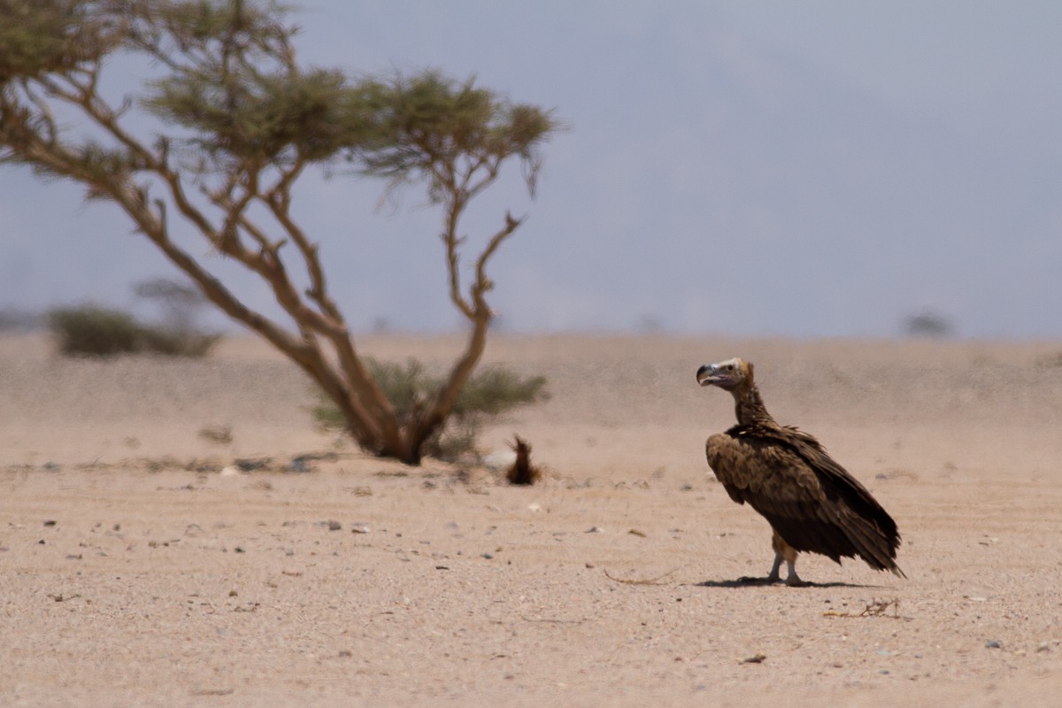 Lappet-faced Vulture - ML126545291