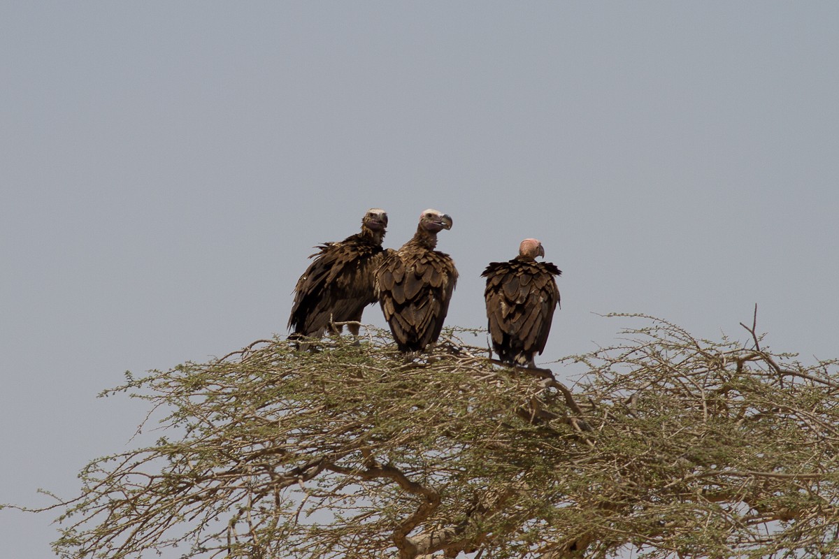 Lappet-faced Vulture - ML126545301