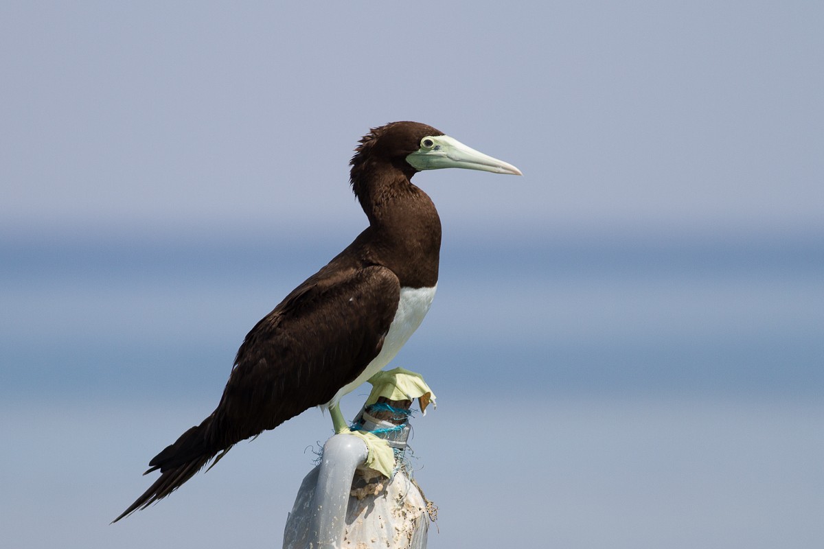 Brown Booby - ML126545681