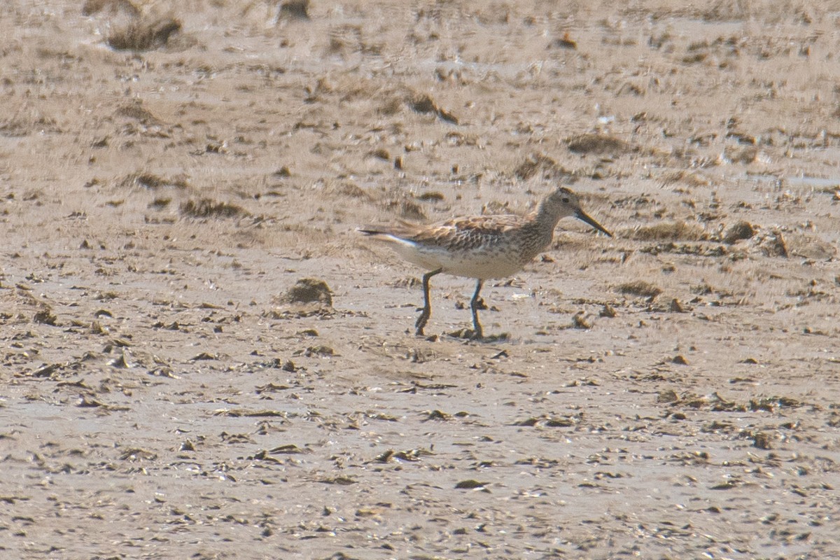 Great Knot - Stanley T Shao