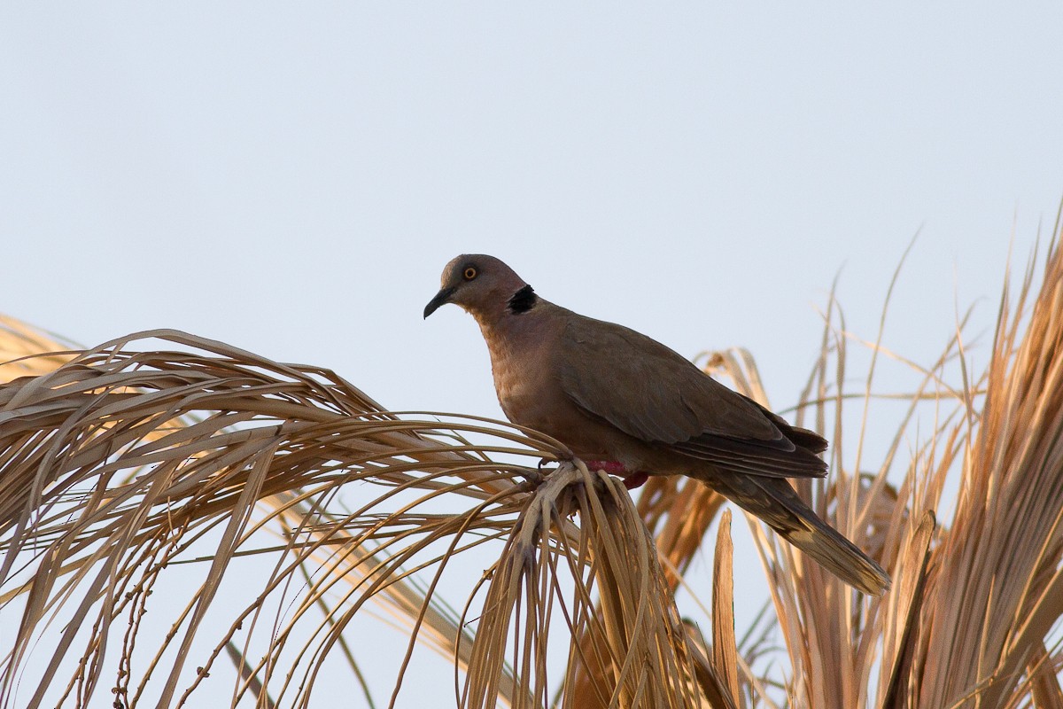 Mourning Collared-Dove - ML126547281