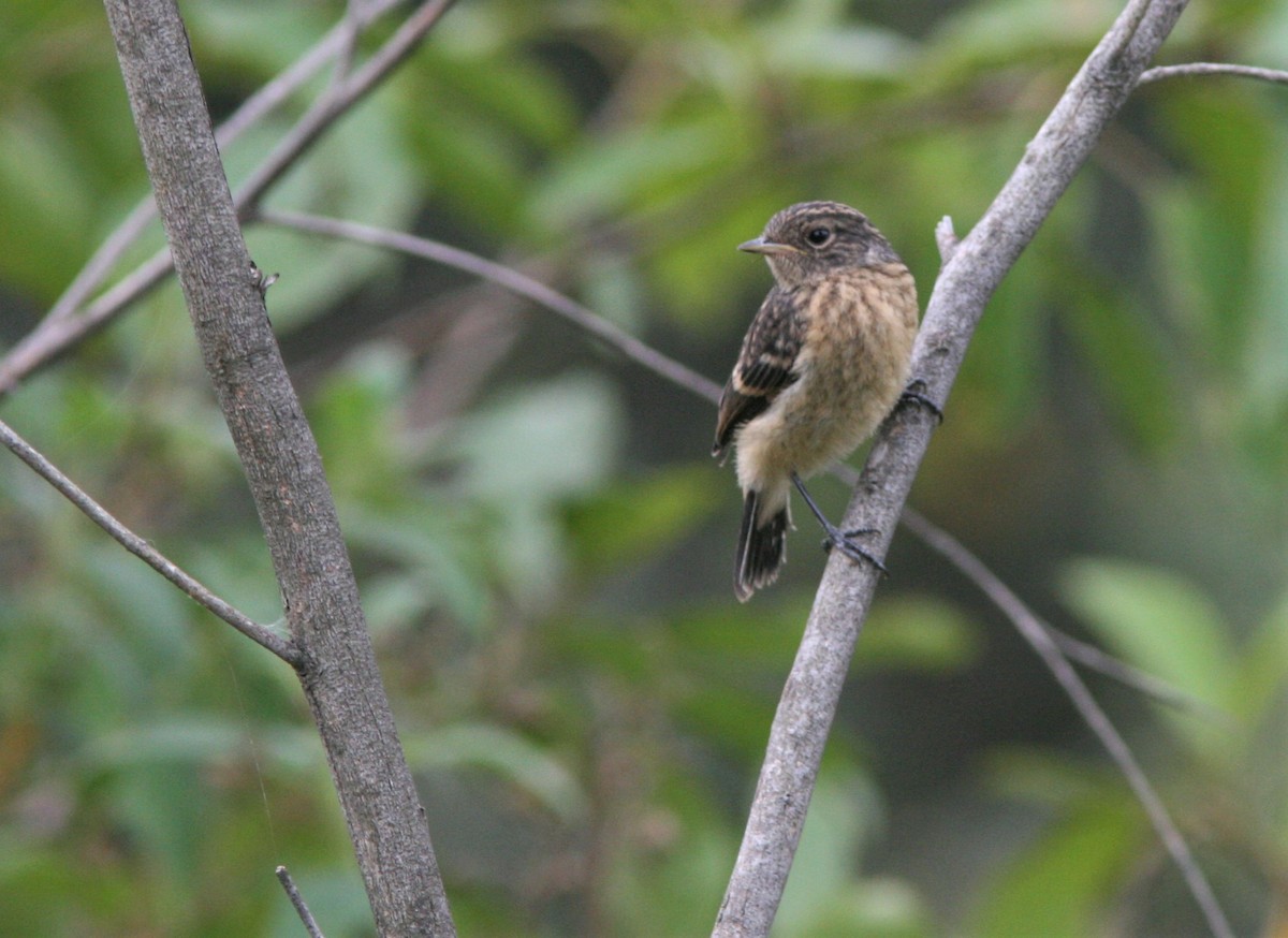 African Stonechat - ML126547421