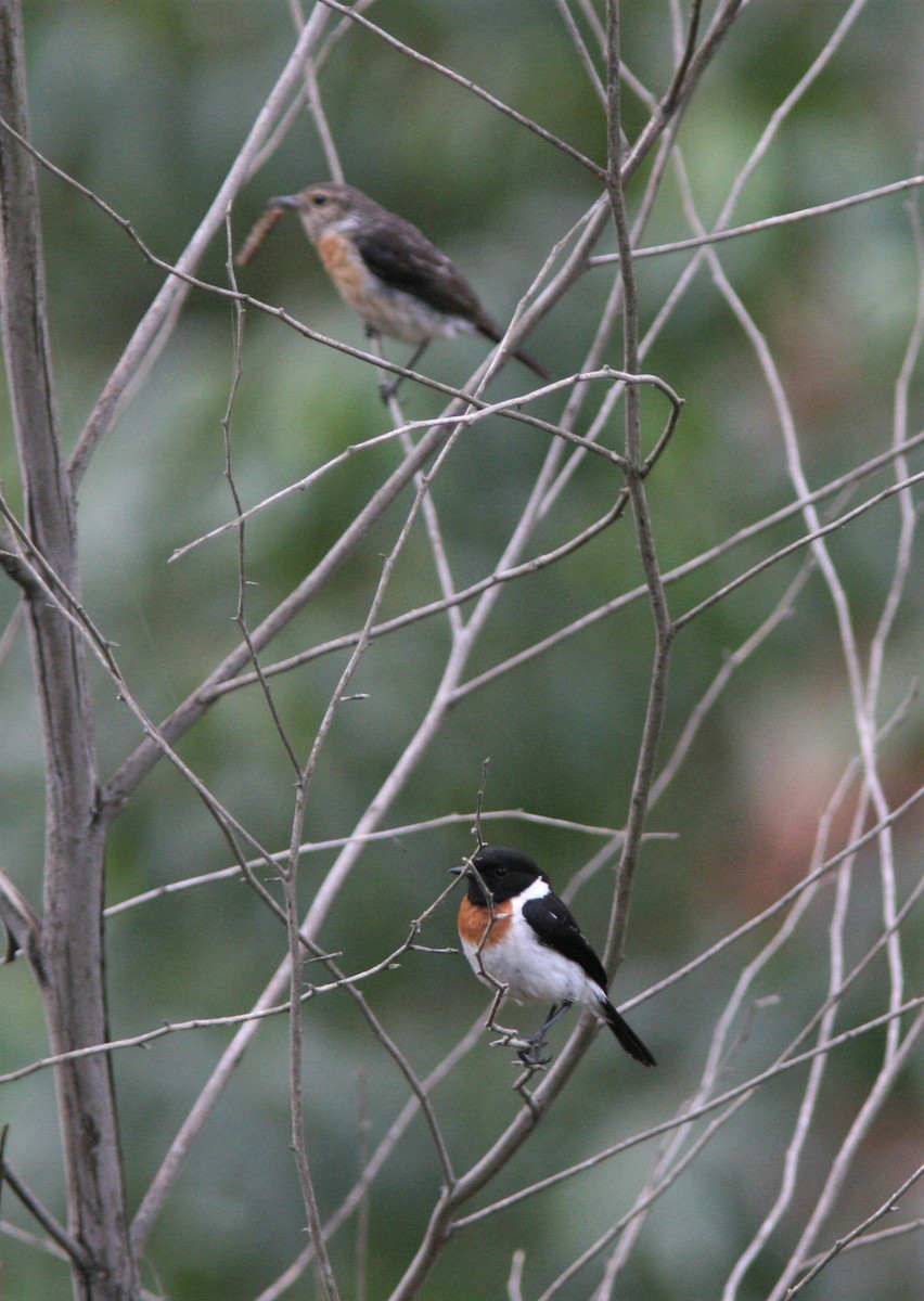 African Stonechat - ML126547441