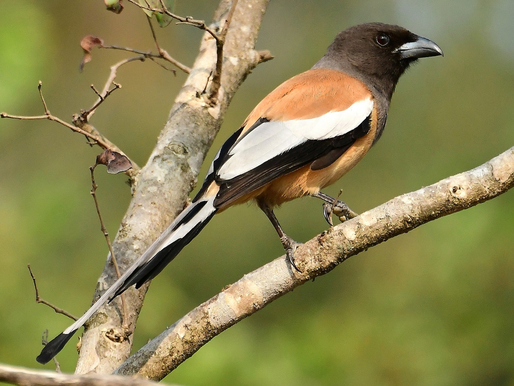 Rufous Treepie - Anoop CR