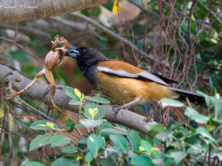  - Rufous Treepie