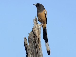  - Rufous Treepie